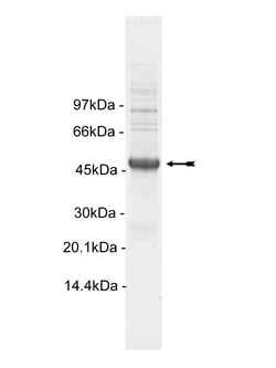 Eurofins DiscoverX Rse Protein, Active 250 &mu;g | Buy Online | Eurofins DiscoverX | Fisher Scientific